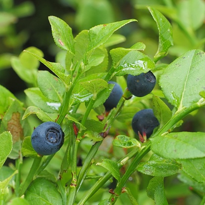 Close up of several Bilberry (Vaccinium myrtillus) fruits growing among many Bilberry leaves in a pine forest in central Scotland. The species is edible, and provides food for many species in the European summer, including grouse and other ground birds. Although it appears similar to the American Blueberry, they are not closely related and can be easily told apart by the red flesh of the Bilberry as opposed to the green flesh of the Blueberry.