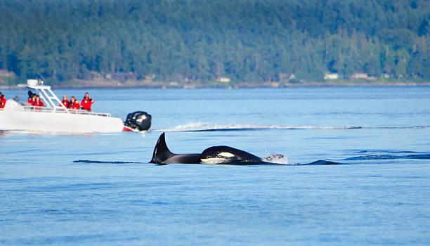 istock Orcas with Whale Watching Boat, Victoria, Canada 186800667