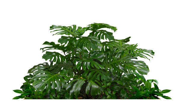 istock Cutout of tropical tree 1868009279