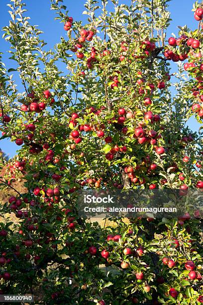 Mele Del Ramo - Fotografie stock e altre immagini di Agricoltura - Agricoltura, Albero, Alimentazione sana