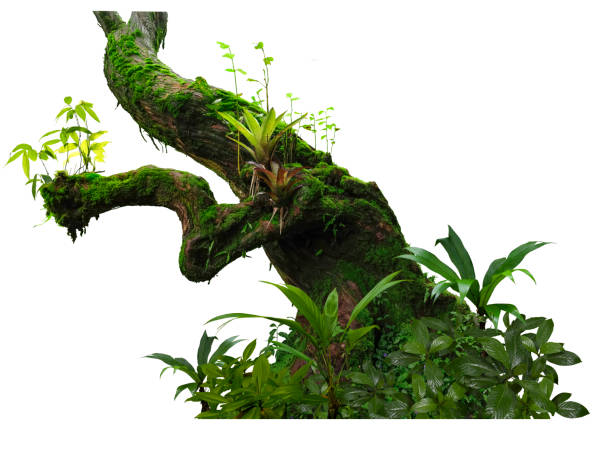 Cutout of tropical tree with tropical plants at its base. The design is isolated on a white background.