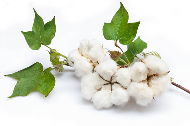 Cotton Cotton isolated on white background cotton ball stock pictures, royalty-free photos & images