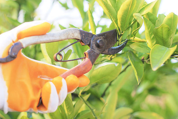 tree cutting stock photo