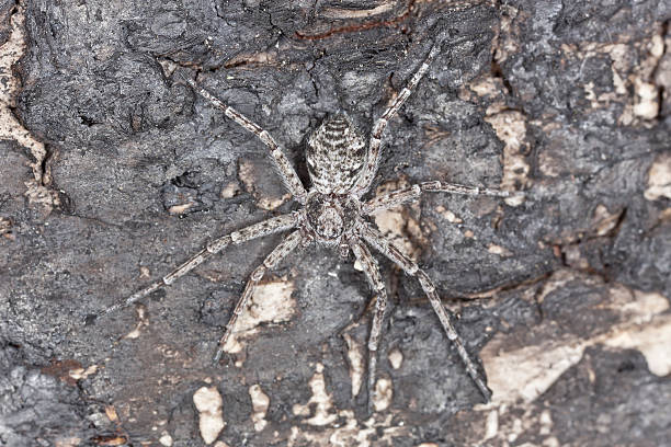 istock Philodromus spider camouflaged on burnt pine 186801213