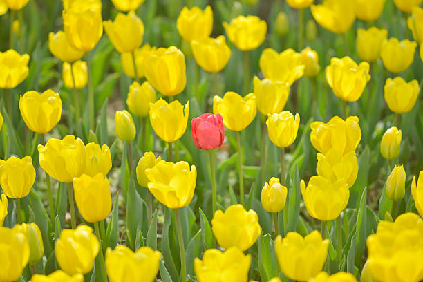 istock Single red tulip in field of yellow 186801226