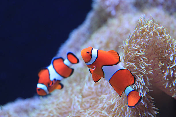 Cтоковое фото Clownfish