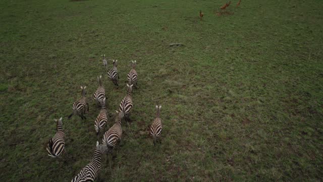 Zebras and antelopes running in savanna, Africa. Aerial Drone FPV