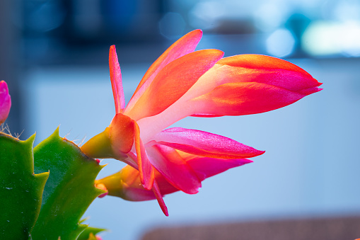 Macro shot of a red to purple flower of a Christmas Cactus (Schlumbergera).