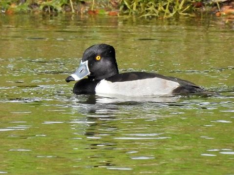 Ring-necked Duck- profile