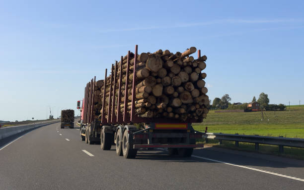 istock Timber truck transporting cut trees from forest along highway. 1868025409