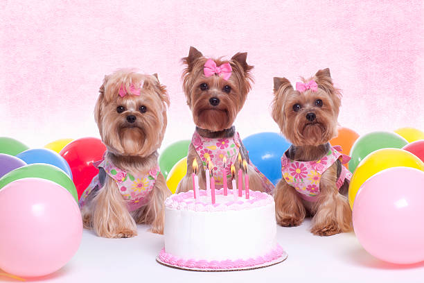 istock Yorkshire Terrier Dog Party 186802937