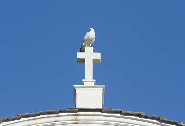 istock Herring Gull in Liguria, Italy 186803003