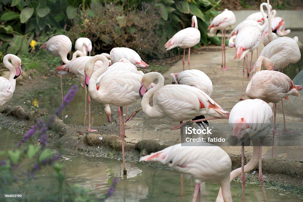 Flamingo - Royalty-free Acidente Natural Foto de stock