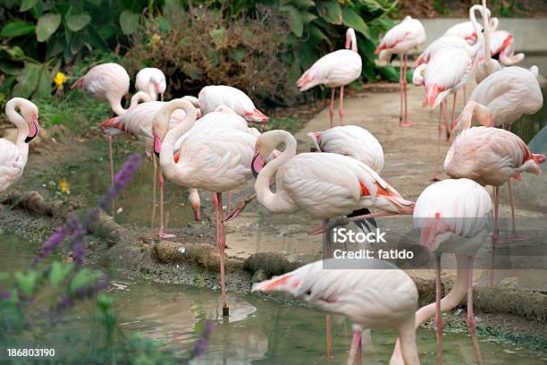 Flamingo - Fotografias de stock e mais imagens de Acidente Natural - Acidente Natural, Animal, Animal Cativo