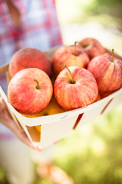istock Holding a basket of apple in autumn 186803203