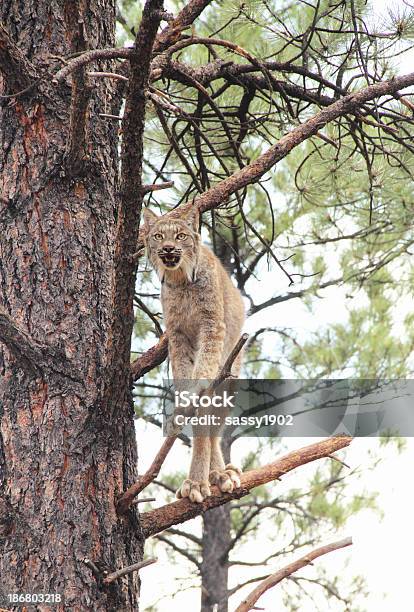 Lynx Canadensis Prowling Wild Cat Stock Photo - Download Image Now - Canadian Lynx, Alertness, Animal