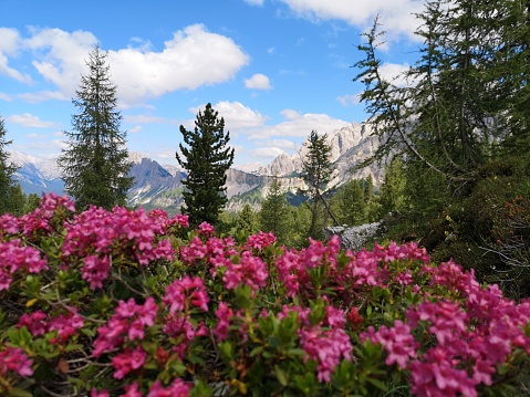 Pink rhododendron flowers in Dolomites, Italy