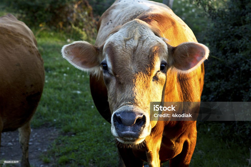 vaca - Foto de stock de Agricultura royalty-free