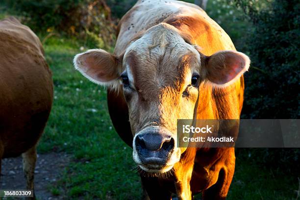 Foto de Vaca e mais fotos de stock de Agricultura - Agricultura, Animal, Animal de Fazenda