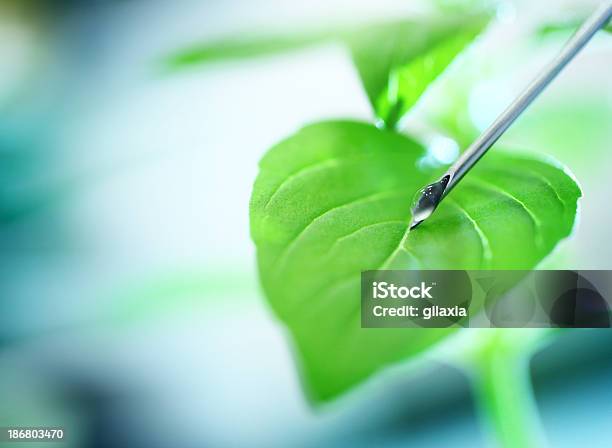 Chemical Treatment Of A Plant Stock Photo - Download Image Now - Applying, Blue, Chemical