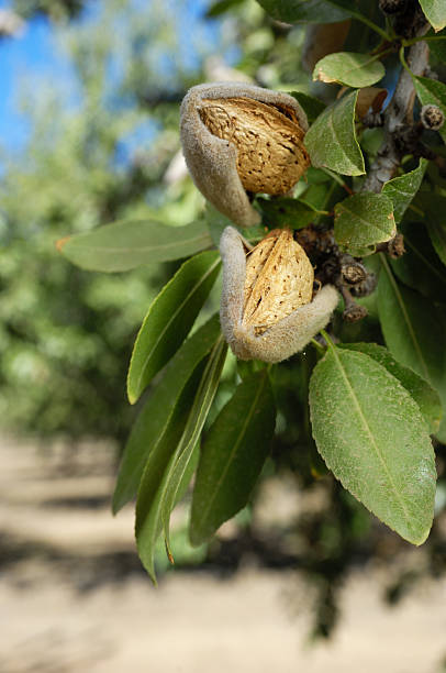 istock Close-up of Ripening Almonds on Tree 186803529