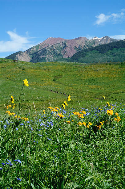 istock Horseback Riders In Alpine Euphoria 186803682