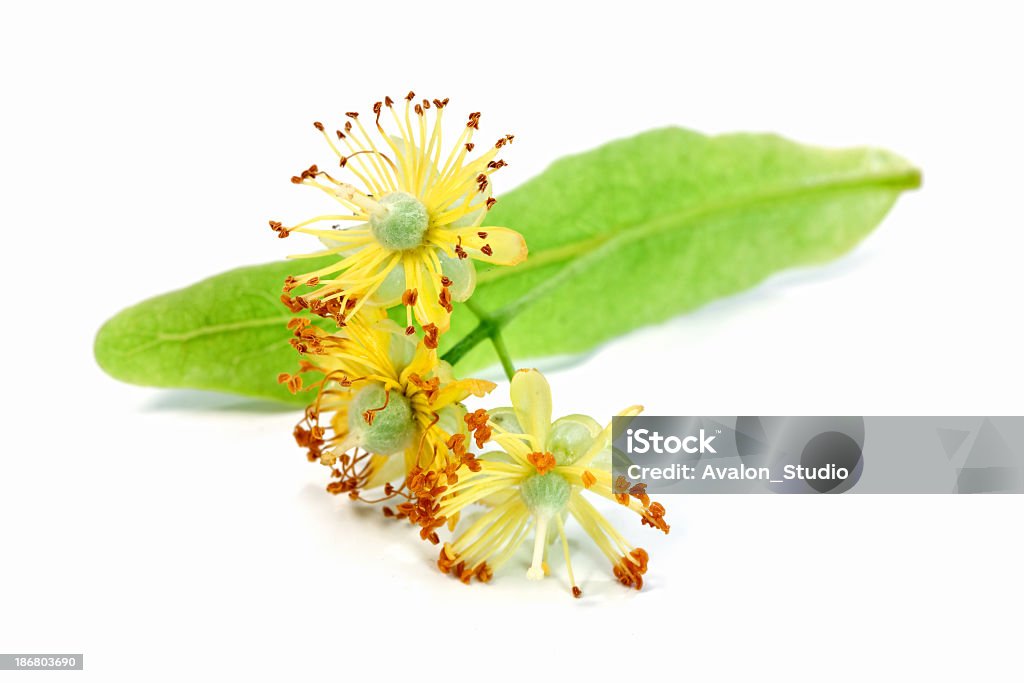 Kwiat lipy - Zbiór zdjęć royalty-free (Lipa - Drzewo liściaste)