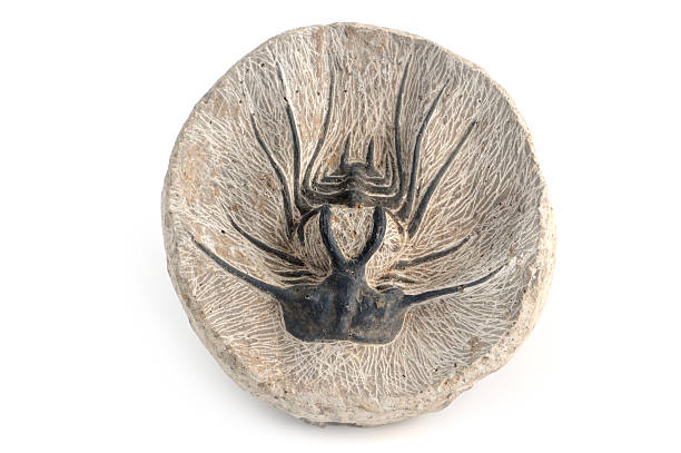 istock fossil of a trilobite on isolated white background 186803767