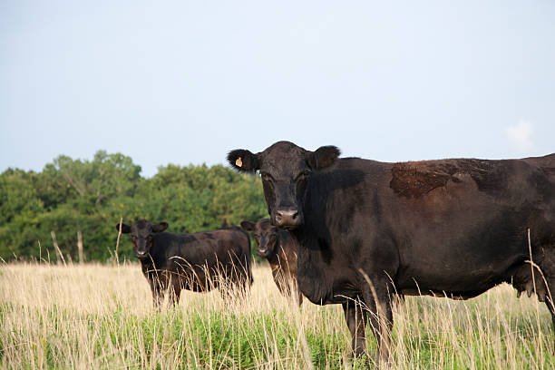 angus vaca mirando a la cámara - beef cattle farm calf summer fotografías e imágenes de stock