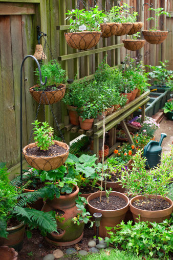 Container gardening is a way for people living in urban areas to enjoy the benefits of gardening.  Shown here is an example of an herb and vegetable garden.  Shallow dof