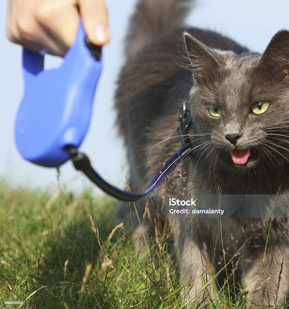 グレイのふわふわの猫は、リード - 飼い猫のロイヤ��リティフリーストックフォト