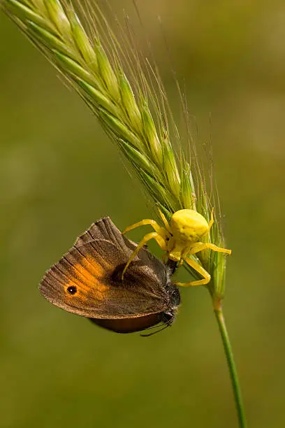 crab spider and butterfly