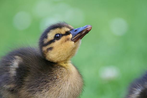istock Adorable little Duckling 186804119