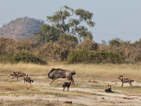 A solitary Blue/Brindled Wildebeest/Gnu