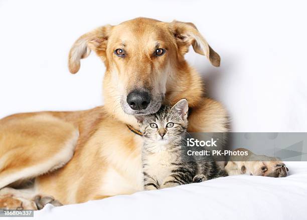 Pies I Kociak - zdjęcia stockowe i więcej obrazów Pies - Pies, Kot domowy, Szczęście