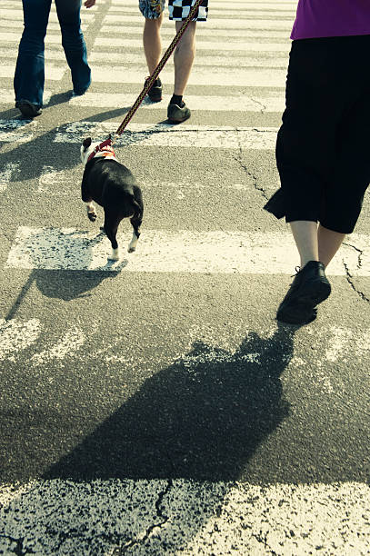 chien traversant la rue. - dog walking silhouette bull terrier photos et images de collection