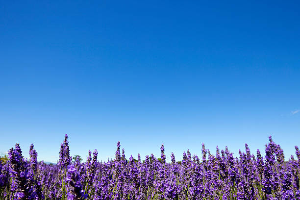 Lavender flowers and blue sky stock photo