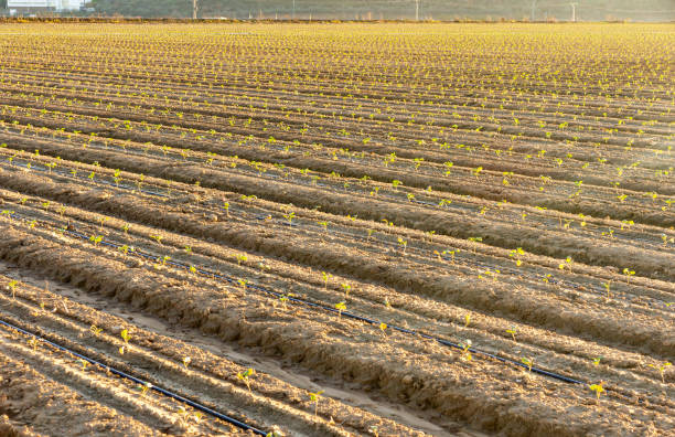 istock Green Radiance: Broccoli Sprouts under the Golden Evening Light with Drip Irrigation System. 1868044815