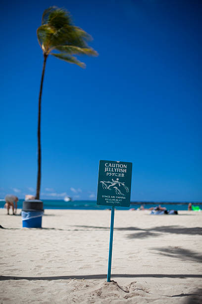 istock Warning Sign Caution Jellyfish Stings Are Painful 186804840