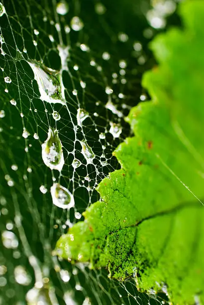 Photo of Leaf, cobweb, and water drops