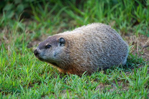 close up on groundhog on the meadow