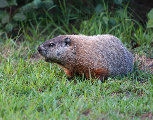 istock close up on groundhog on the meadow 1868048989