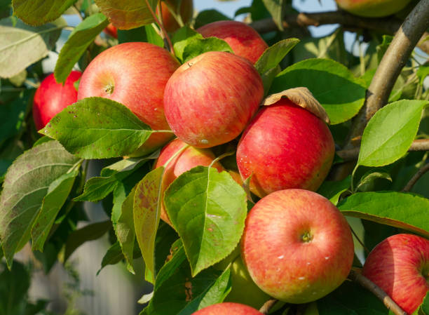 istock red apples on the tree in harvest season 1868049545
