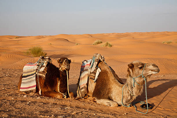 istock Tunisia: Two Camels in the Sahara Desert, GLowing Sunset Light 186805025