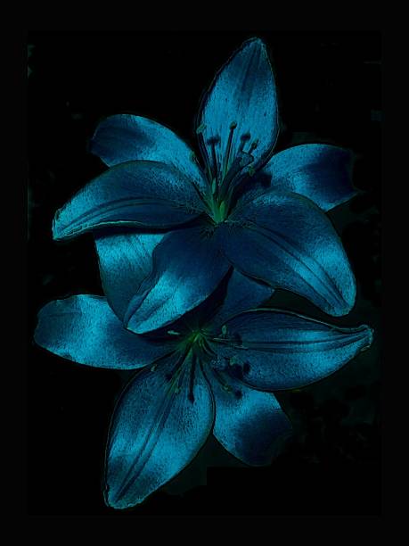Isolated pair of Star Lily flowersPlease use the zoom tool to see the detail visible in the petals...Some of my other favorite flower shots from my portfolio: