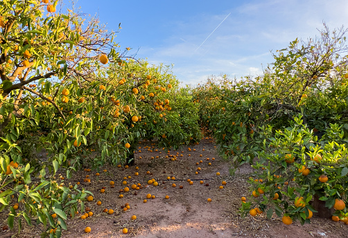 Orange fruits harvesting in Spain. Mandarin and Orange fruit farm field. Drought weather conditions have had impact on citrus production and Harvest season in Spain. Mandarin trees at farm plant.