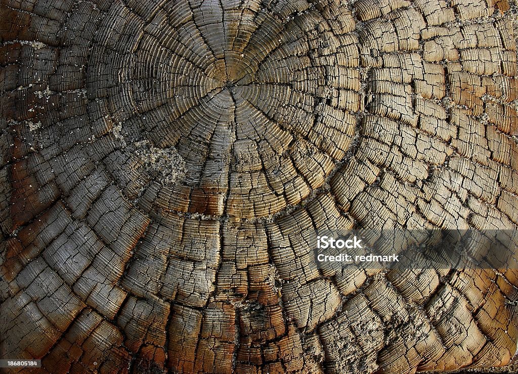 driftwood grunge sabdy motivo dalla spiaggia - Foto stock royalty-free di Anello di albero