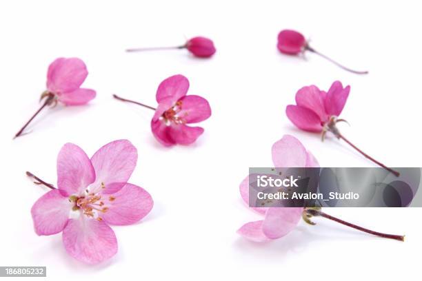 Rosa Blumen Izolated Stockfoto und mehr Bilder von Baumblüte - Baumblüte, Blume, Blüte