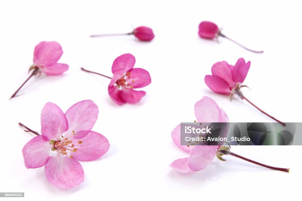 Fiori rosa izolated - Foto stock royalty-free di Bellezza