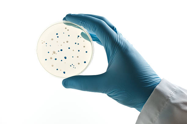 Scientist holding a Petri dish with bacterial clones stock photo